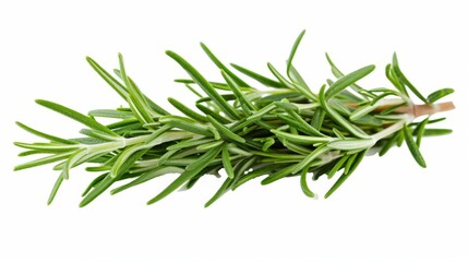 Fresh Rosemary Sprig - Aromatic Herb for Cooking