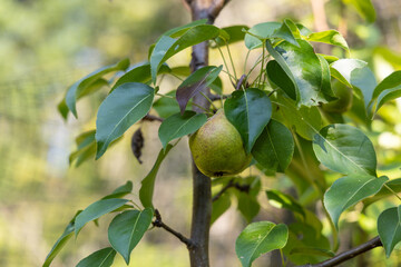 Vibrant green pear grows on a branch among lush leaves, symbolizing summer and healthy eating. Selective focus