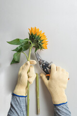 Gardening gloves and pruning shears f