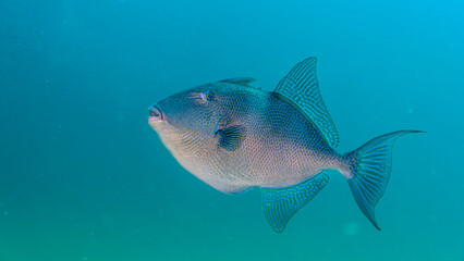 baliste transparence