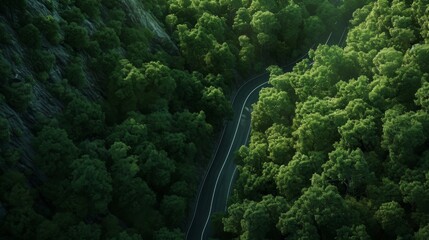 Aerial View of Winding Road Through Lush Forest