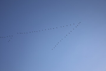 Vögel fliegen ein V