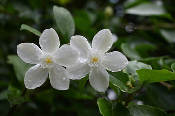 Two white coral swirl flowers with water droplets after the rain can be seen close up