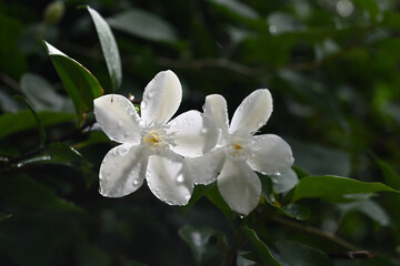 An angle view of a coral swirl flower with water droplets on its petals is exposed to sunlight