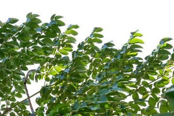 A Tropical tree with leaves branches on white isolated background for green foliage backdrop 