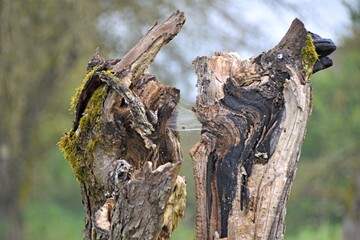 a split tree trunk and a web inside