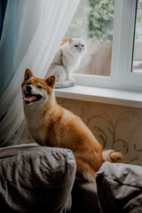 Red fluffy cheerful shiba Inu dog with white british cat at home