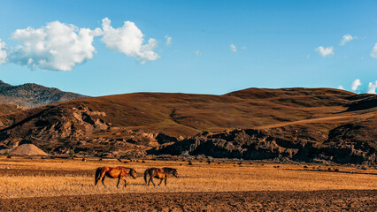Wild horses of the Tibetan Plateau