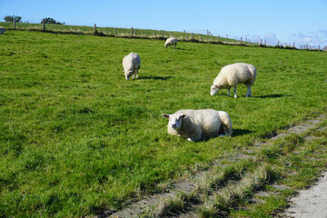 Schafe auf dem Deich an der Nordseek&uuml;ste in Fedderwardersiel 