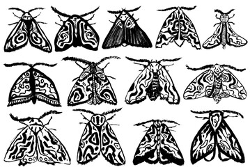 Hand Drawn Ink Brush Night Moth Set