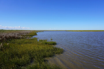 Im Nationalpark Langwarder Groden in Fedderwardersiel an der Nordseeküste in Deutschland