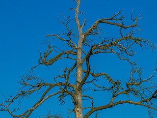 a tree in decay against the blue sky