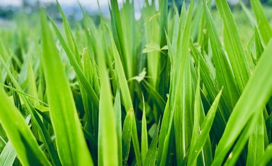 Fresh green grass background close up view