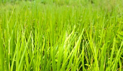 green grass background close up view in the morning
