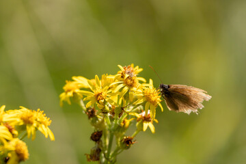Obraz premium close-up of a tatty meadow brown butterfly (Maniola jurtina) feeding on yellow Ragwort flowers (Senecio jacobaea)