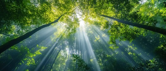Sunlight streams through lush green trees in a serene forest setting.