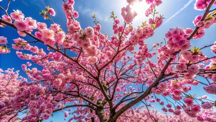 Beautiful brush cherry tree blossoms in spring showcasing vibrant pink flowers against clear sky