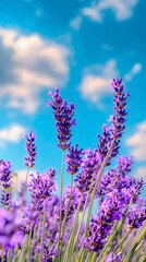 Obraz premium Lavender flower background for mobile phones, featuring a lavender bloom under a bright sky with clouds in the background.