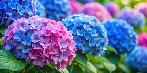 Obraz premium A vibrant display of blue and pink hydrangeas in full bloom, showcasing the delicate beauty of nature's artistry.