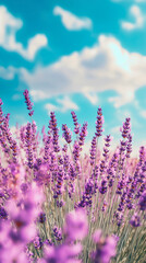 Naklejka premium A beautiful mobile background featuring lavender, with many lavender plants in a stunning summer meadow filled with purple flowers.