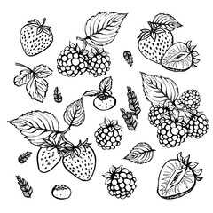 Vector hand drawn berries collection sketch, botanic collection with berries and leaves, line art