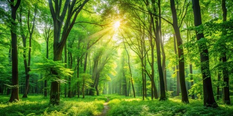 Sunbeams illuminate a path through a lush green forest, casting dappled shadows on the verdant undergrowth.