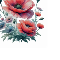 poppy flower watercolor