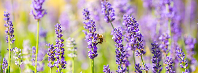 Spring lavender flowers under sunlight. Bees pollinate flowers and collect pollen. Lavender honey. Beautiful landscape of nature with a panoramic view. Hi spring. long banner