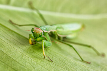 Female European Mantis (Mantis religiosa)  in nature.Green exotic praying mantis on a plant in wood.Wild foto