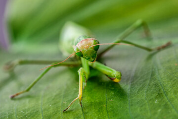 Female European Mantis (Mantis religiosa)  in nature.Green exotic praying mantis on a plant in wood.Wild foto