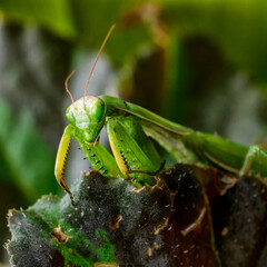 Female European Mantis (Mantis religiosa)  in nature.Green exotic praying mantis on a plant in wood.Wild foto