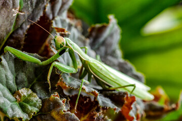 Female European Mantis (Mantis religiosa)  in nature.Green exotic praying mantis on a plant in wood.Wild foto
