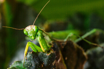 Female European Mantis (Mantis religiosa)  in nature.Green exotic praying mantis on a plant in wood.Wild foto