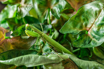 Female European Mantis (Mantis religiosa)  in nature.Green exotic praying mantis on a plant in wood.Wild foto
