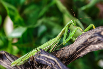 Female European Mantis (Mantis religiosa)  in nature.Green exotic praying mantis on a plant in...