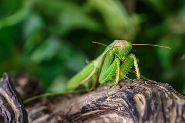 Female European Mantis (Mantis religiosa)  in nature.Green exotic praying mantis on a plant in wood.Wild foto