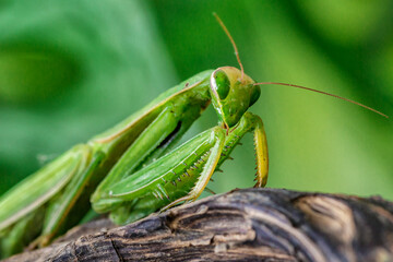 Female European Mantis (Mantis religiosa)  in nature.Green exotic praying mantis on a plant in wood.Wild foto