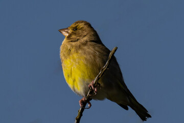 European greenfinch or simply the greenfinch (Chloris chloris) female