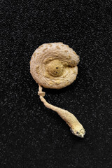 Microdosing concept.Dried psilocybin mushrooms Golden Teacher.Psychedelic Psilocybe Cubensis mushrooms. Medical use.Microdosing.