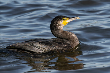 Cormorant sitting on a tree branch at a lake