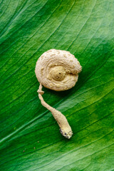 Microdosing concept.Dried psilocybin mushrooms Golden Teacher.Psychedelic Psilocybe Cubensis mushrooms. Medical use.Microdosing.