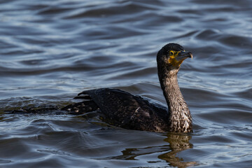 Cormorant sitting on a tree branch at a lake
