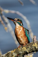 Female kingfisher sitting on a tree branch in the sunlight