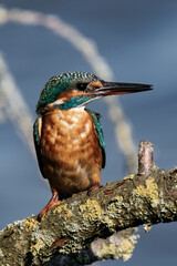 Female kingfisher sitting on a tree branch in the sunlight