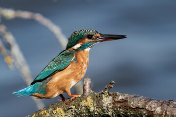 Female kingfisher sitting on a tree branch in the sunlight