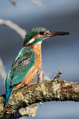 Female kingfisher sitting on a tree branch in the sunlight