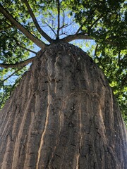 Majestic Ceiba Tree (Ceiba pentandra) in the Heart of the Tropical Forest