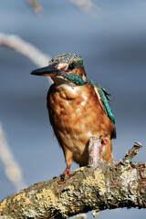 Female kingfisher sitting on a tree branch in the sunlight