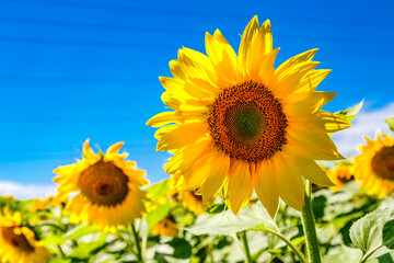 Agricultural field with yellow sunflowers against the sky with clouds.Sunflower field.Gold sunset. Sunflower closeup.Agrarian industry. flowers image