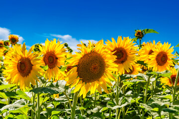 Fototapeta premium Agricultural field with yellow sunflowers against the sky with clouds.Sunflower field.Gold sunset. Sunflower closeup.Agrarian industry. flowers image